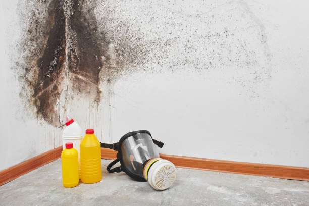 Best Kitchen Mold Remediation in Lockland, OH