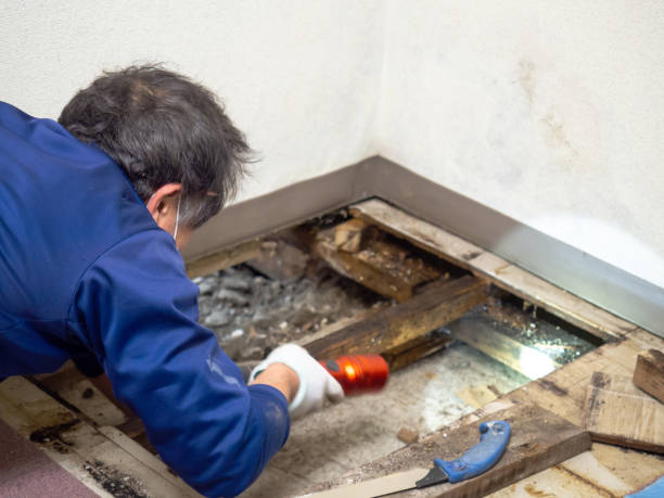 Best Industrial Mold Remediation in Lockland, OH