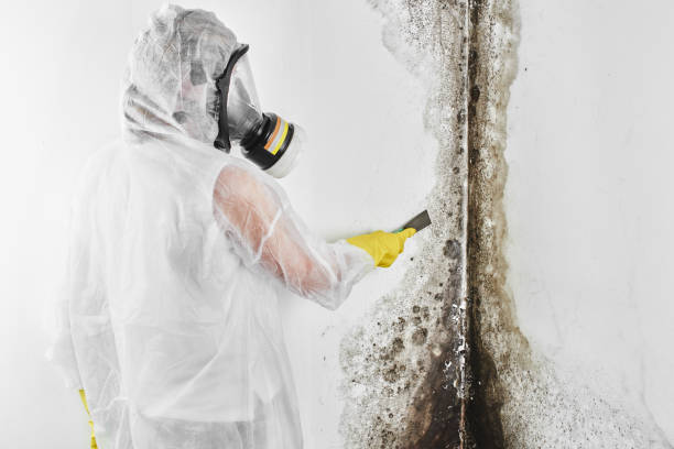 Best Black Mold Remediation in Lockland, OH
