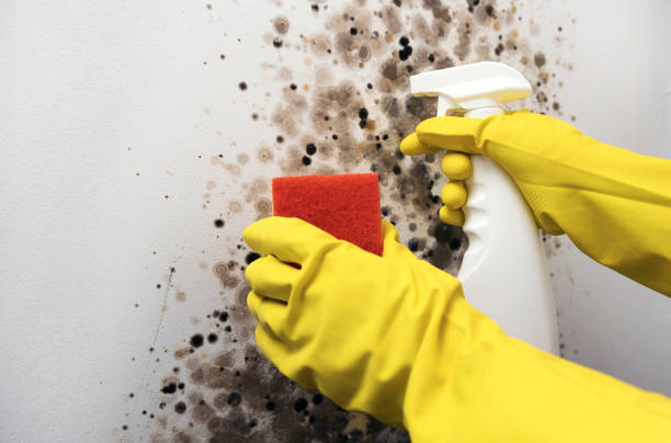 Professional Mold Remediation in Lockland, OH