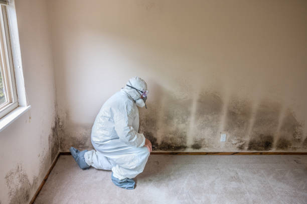 Best Residential Mold Remediation in Lockland, OH