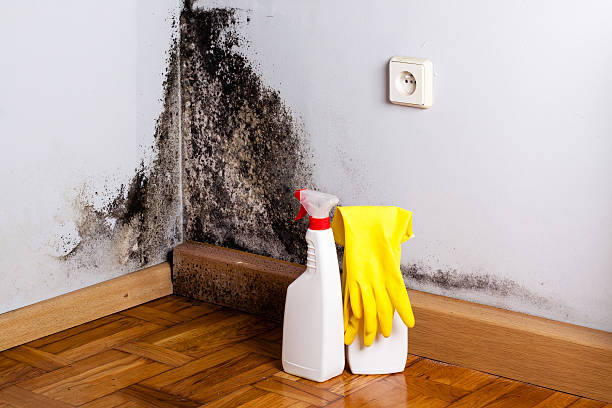 Best Residential Mold Remediation in Lockland, OH