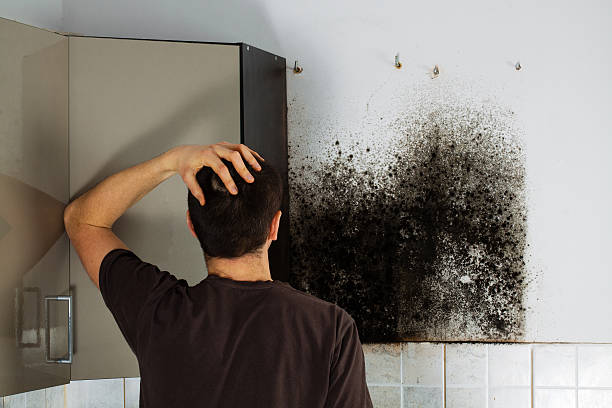 Best Health and Safety Mold Remediation in Lockland, OH